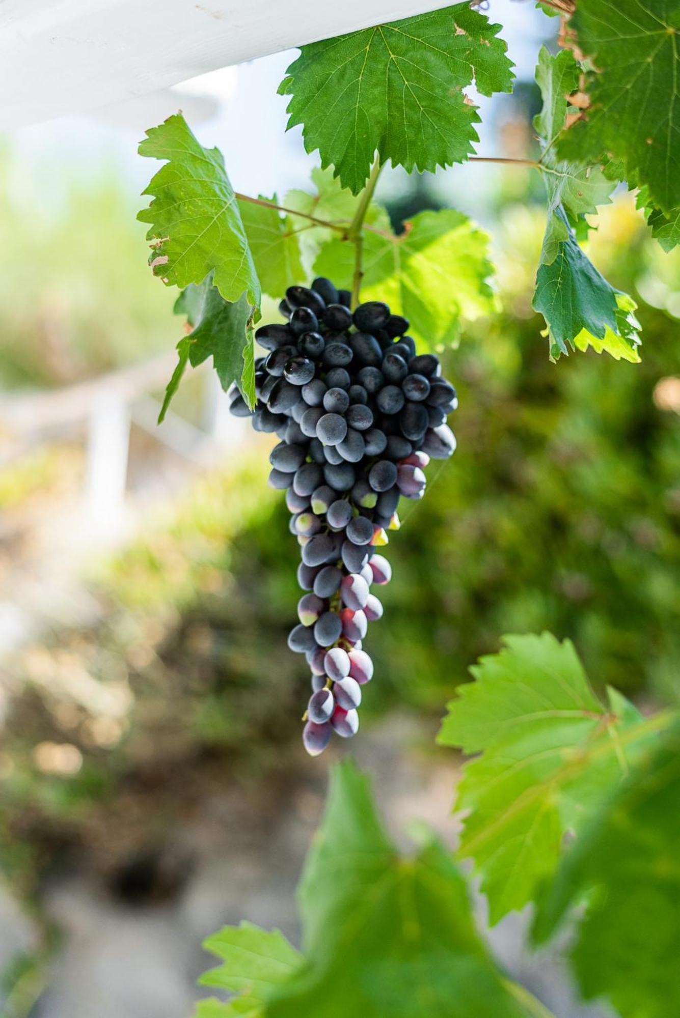 Kostantakis Winery Estate Pension Pollonia Buitenkant foto